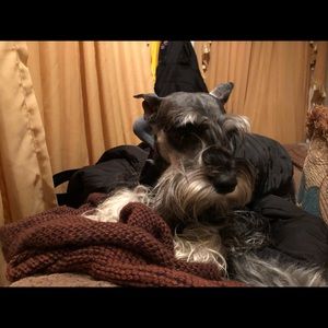 Meet your Posher, Luz